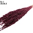 Gedroogde Haver | Kleur: Intens Bordeauxrood | Avena droogbloemen | Lengte ± 60 centimeter | Gewicht 200 gram | Per bos