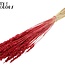 Dried Wheat | Colour: Intense Red | Triticum Dried Flowers | Length ± 60 centimetres | Weight 100 grams | Per bunch