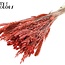 Dried Flower Mix Bouquet | Colour: Coral | Length ± 60 centimetres | Per bunch