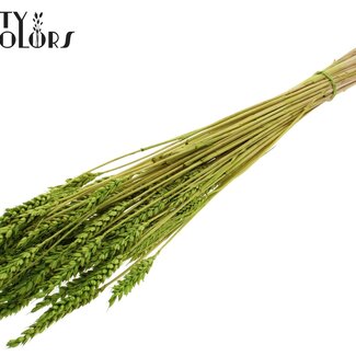QC Dried Wheat | Colour: Intense Green | Triticum Dried Flowers | Length ± 60 centimetres | Weight 100 grams | Per bunch