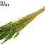 Gedroogde Tarwe | Kleur: Intens Groen | Triticum Droogbloemen | Lengte ± 60 centimeter | Gewicht 100 gram | Per bos
