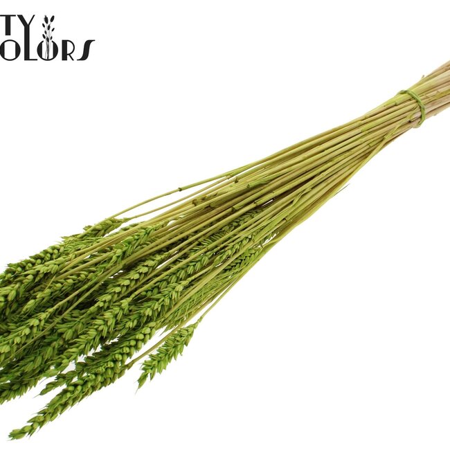 Dried Wheat | Colour: Intense Green | Triticum Dried Flowers | Length ± 60 centimetres | Weight 100 grams | Per bunch