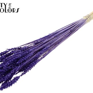 QC Getrockneter Weizen | Farbe: Intensives Lila | Triticum Trockenblumen | Länge ± 60 Zentimeter | Gewicht 100 Gramm | Pro Bund
