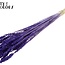 Dried Wheat | Colour: Intense Purple | Triticum Dried Flowers | Length ± 60 centimetres | Weight 100 grams | Per bunch
