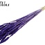 Dried Wheat | Colour: Intense Purple | Triticum Dried Flowers | Length ± 60 centimetres | Weight 100 grams | Per bunch