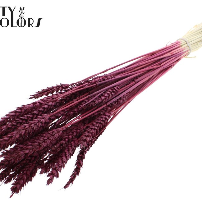 Blé Séché | Couleur : Bordeaux Intense | Triticum Fleurs Séchées | Longueur ± 60 centimètres | Poids 100 grammes | Par bouquet