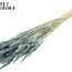 Gedroogde Tarwe | Kleur: Intens Frosted Lichtblauw | Triticum Droogbloemen | Lengte ± 60 centimeter | Gewicht 100 gram | Per bos