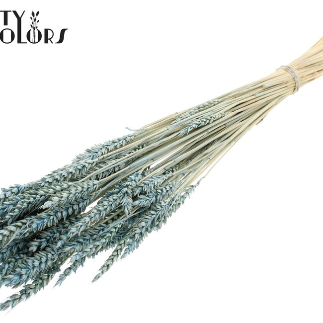 Gedroogde Tarwe | Kleur: Intens Frosted Lichtblauw | Triticum Droogbloemen | Lengte ± 60 centimeter | Gewicht 100 gram | Per bos