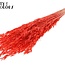 Avoine séchée | Couleur : Corail intense | Fleurs séchées d'avoine | Longueur ± 60 centimètres | Poids 200 grammes | Par bouquet