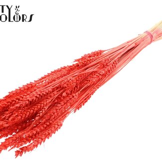 QC Dried Wheat | Colour: Intense Coral | Triticum Dried Flowers | Length ± 60 centimetres | Weight 100 grams | Per bunch
