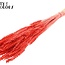 Gedroogde Tarwe | Kleur: Intens Koraalkleurig | Triticum Droogbloemen | Lengte ± 60 centimeter | Gewicht 100 gram | Per bos