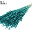 Gedroogde Haver | Kleur: Intens Turquoise | Avena droogbloemen | Lengte ± 60 centimeter | Gewicht 200 gram | Per bos