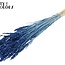 Blé Séché | Couleur : Bleu Intense | Fleurs Séchées Triticum | Longueur ± 60 centimètres | Poids 100 grammes | Par bouquet