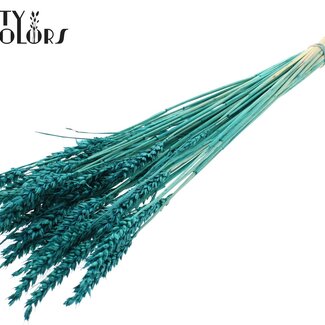 QC Gedroogde Tarwe | Kleur: Intens Turquoise | Triticum Droogbloemen | Lengte ± 60 centimeter | Gewicht 100 gram | Per bos