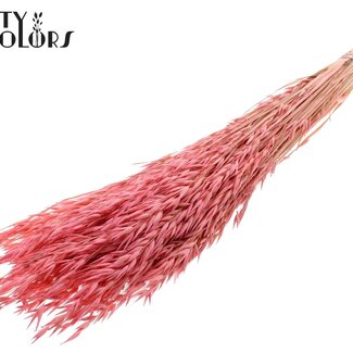 QC Gedroogde Haver | Kleur: Intens Frosted Roze | Avena droogbloemen | Lengte ± 60 centimeter | Gewicht 200 gram | Per bos