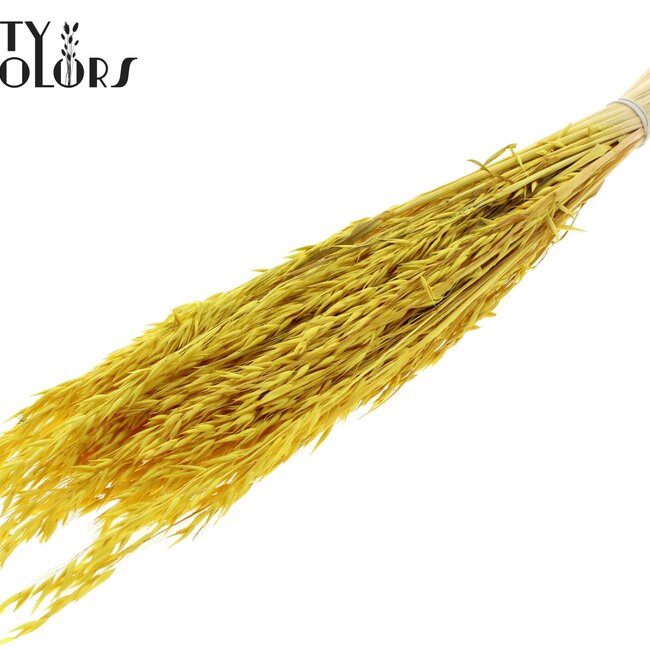 Gedroogde Haver | Kleur: Intens Geel | Avena droogbloemen | Lengte ± 60 centimeter | Gewicht 200 gram | Per bos