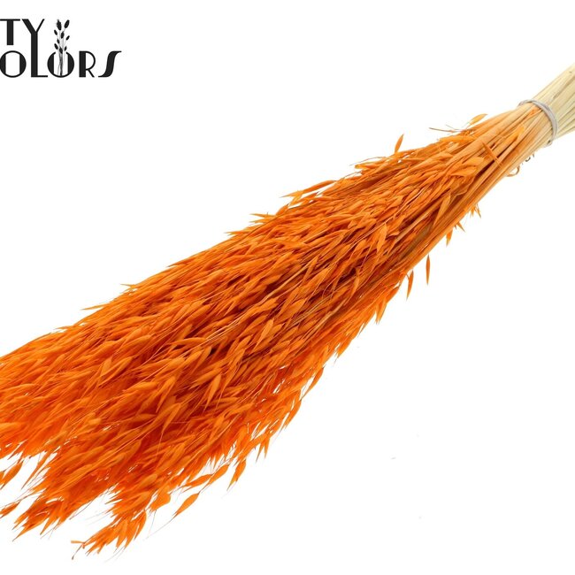 Avoine Séchée | Couleur : Orange Intense | Avena fleurs séchées | Longueur ± 60 centimètres | Poids 200 grammes | Par bouquet