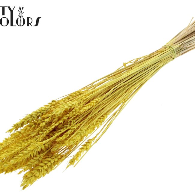 Gedroogde Tarwe | Kleur: Intens Geel | Triticum Droogbloemen | Lengte ± 60 centimeter | Gewicht 100 gram | Per bos