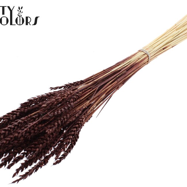 Gedroogde Tarwe | Kleur: Intens Bruin | Triticum Droogbloemen | Lengte ± 60 centimeter | Gewicht 100 gram | Per bos