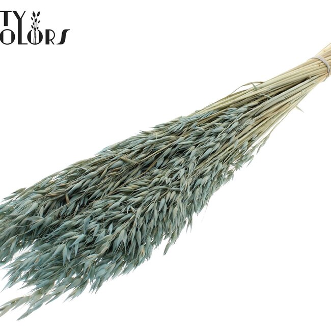Dried Oats | Colour: Intense Frosted Light Blue | Avena dried flowers | Length ± 60 centimetres | Weight 200 grams | Per bunch