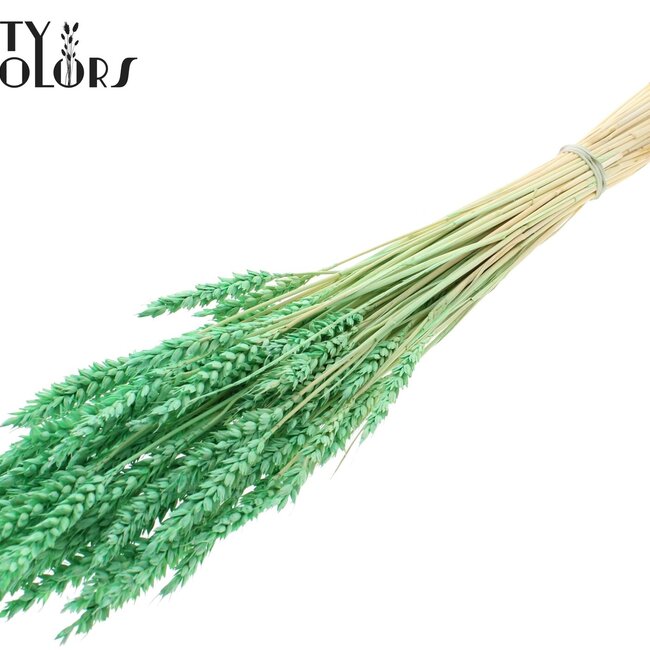 Blé Séché | Couleur : Vert Menthe Intense | Triticum Fleurs Séchées | Longueur ± 60 centimètres | Poids 100 grammes | Par bouquet