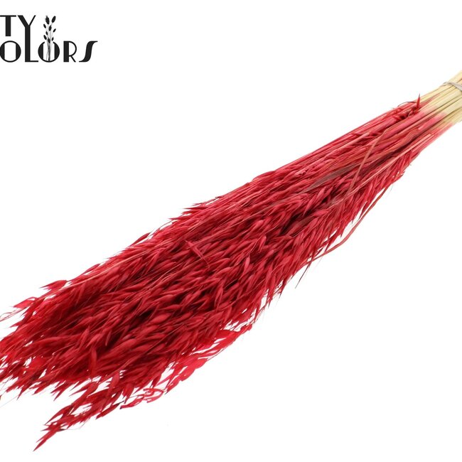 Dried Oats | Colour: Intense Red | Avena dried flowers | Length ± 60 centimetres | Weight 200 grams | Per bunch