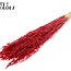 Gedroogde Haver | Kleur: Intens Rood | Avena droogbloemen | Lengte ± 60 centimeter | Gewicht 200 gram | Per bos