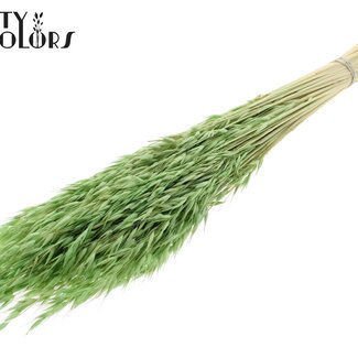 QC Gedroogde Haver | Kleur: Intens Frosted Mintgroen | Avena droogbloemen | Lengte ± 60 centimeter | Gewicht 200 gram | Per bos