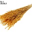 Dried Oats | Colour: Intense Apricot | Avena dried flowers | Length ± 60 centimetres | Weight 200 grams | Per bunch