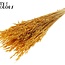 Gedroogde Haver | Kleur: Intens Abrikooskleurig | Avena droogbloemen | Lengte ± 60 centimeter | Gewicht 200 gram | Per bos