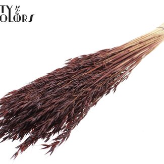 QC Avoine Séchée | Couleur : Brun Intense | Fleurs séchées d'Avena | Longueur ± 60 centimètres | Poids 200 grammes | Par bouquet