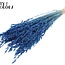 Gedroogde Haver | Kleur: Intens Blauw | Avena droogbloemen | Lengte ± 60 centimeter | Gewicht 200 gram | Per bos