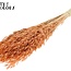 Dried Oats | Colour: Intense Frosted Salmon | Avena dried flowers | Length ± 60 centimetres | Weight 200 grams | Per bunch