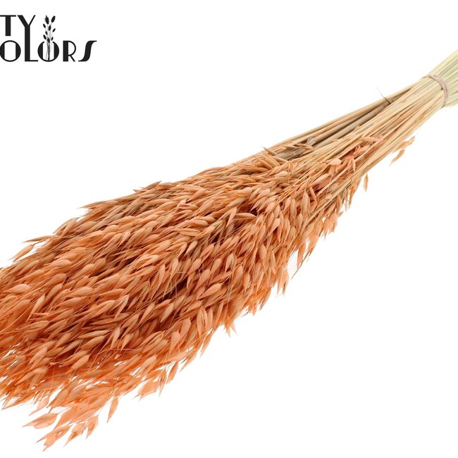 Avoine séchée | Couleur : Saumon givré intense | Fleurs séchées d'avoine | Longueur ± 60 centimètres | Poids 200 grammes | Par bouquet