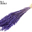 Gedroogde Haver | Kleur: Intens Paars | Avena droogbloemen | Lengte ± 60 centimeter | Gewicht 200 gram | Per bos