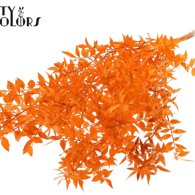 Dried Ruscus | Colour: Orange | Ruscus Dried Flowers | Length ± 70 centimetres | 10 stems per bunch | Per bunch