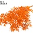 Gedroogde Ruscus | Kleur: Oranje | Ruscus Droogbloemen | Lengte ± 70 centimeter | 10 takken per bos | Per bos
