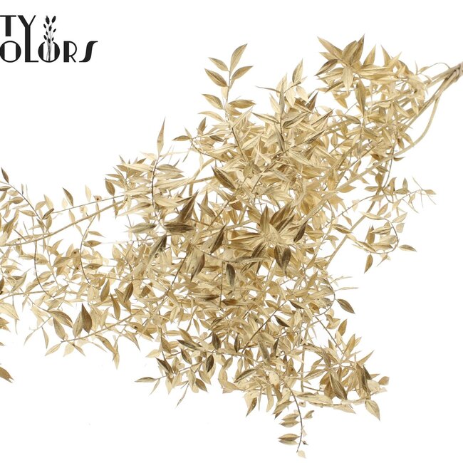 Getrockneter Ruscus | Farbe: Antik Goldfarben | Ruscus Trockenblumen | Länge ± 70 Zentimeter | 10 Zweige pro Bund | Pro Bund