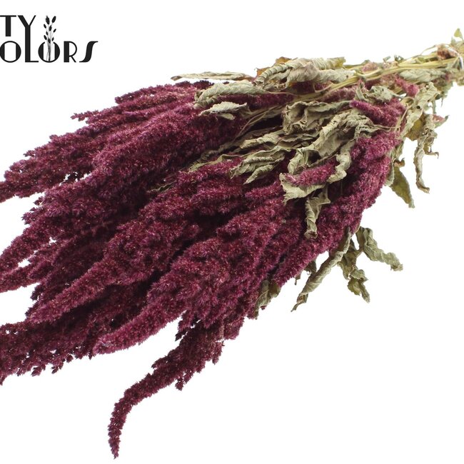 Amaranthus séché | Couleur : Bordeaux Naturel | Fleurs séchées Queue-de-chat | Longueur ± 60 centimètres | Par bouquet