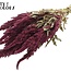Gedroogde Amaranthus | Kleur: Naturel Bordeaux | Kattenstaart Droogbloemen | Lengte ± 60 centimeter | Per bos