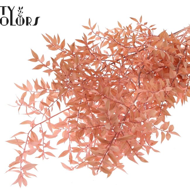 Gedroogde Ruscus | Kleur: Lichtroze | Ruscus Droogbloemen | Lengte ± 70 centimeter | 10 takken per bos | Per bos