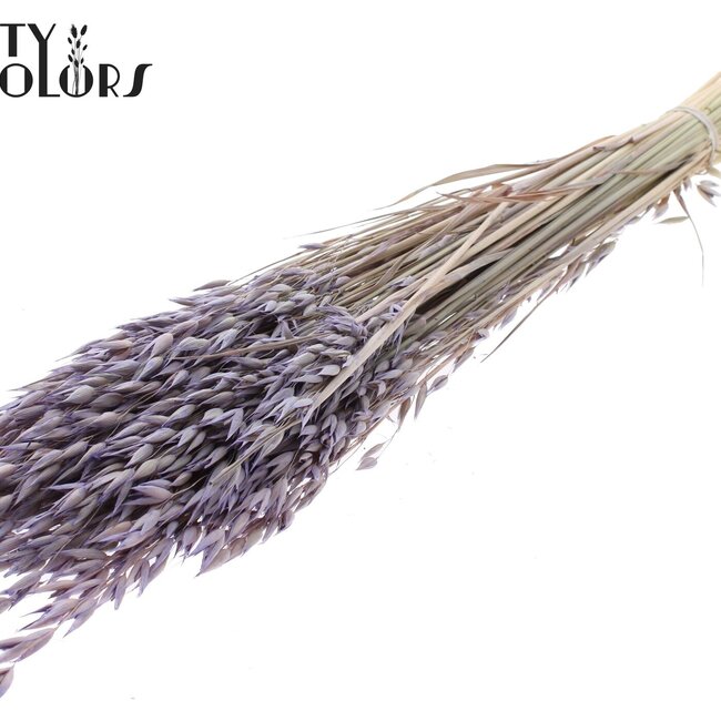 Getrockneter Hafer Premium | Farbe: Frosted Milk Lila | Avena Premium Trockenblumen | Länge ± 70 Zentimeter | Gewicht 200 Gramm | Pro Bund