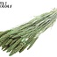Dried Millet Sprays | Colour: Intense Frosted Mint Green | Millet Dried Flowers | Length ± 70 centimetres | Weight 200 grams | Per bunch