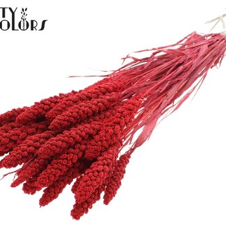 QC Gedroogde Trosgierst | Kleur: Intens Rood | Gierst Droogbloemen | Lengte ± 70 centimeter | Gewicht 200 gram | Per bos