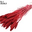 Gedroogde Trosgierst | Kleur: Intens Rood | Gierst Droogbloemen | Lengte ± 70 centimeter | Gewicht 200 gram | Per bos