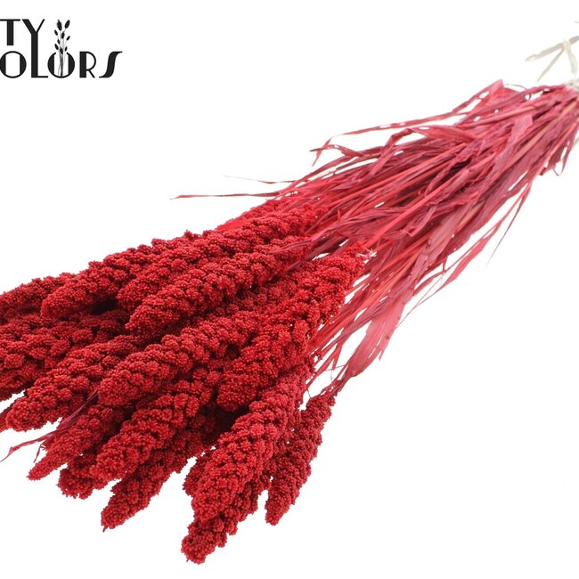 Gedroogde Trosgierst | Kleur: Intens Rood | Gierst Droogbloemen | Lengte ± 70 centimeter | Gewicht 200 gram | Per bos