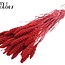 Gedroogde Trosgierst | Kleur: Intens Rood | Gierst Droogbloemen | Lengte ± 70 centimeter | Gewicht 200 gram | Per bos