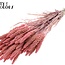 Dried Millet Sprays | Colour: Intense Frosted Pink | Millet Dried Flowers | Length ± 70 centimetres | Weight 200 grams | Per bunch