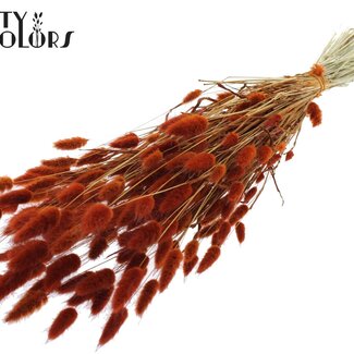 QC Dried Bunny Tails | Colour: Terracotta | Lagurus Ovatus dried flowers | Length ± 60 centimetres | Per bunch