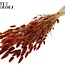 Dried Bunny Tails | Colour: Terracotta | Lagurus Ovatus dried flowers | Length ± 60 centimetres | Per bunch